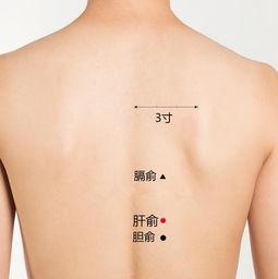 艾灸丰胸视频,重塑曲线——艾灸丰胸视频揭秘